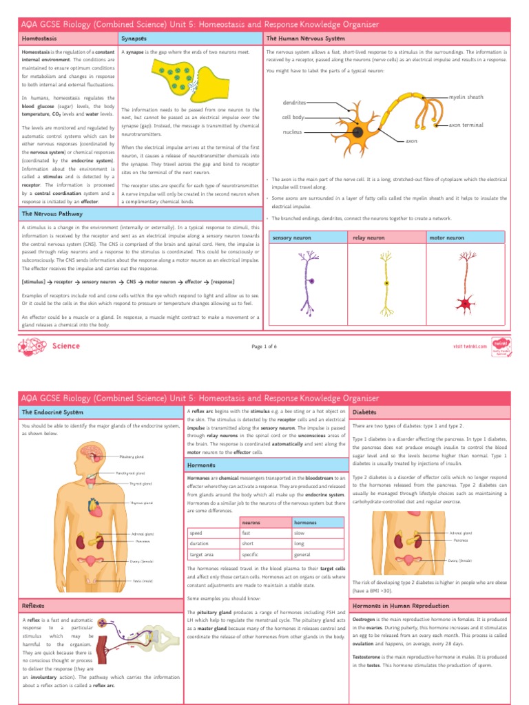 AQA Homeostasis and Response Knowledge Organiser | PDF | Neuron ...