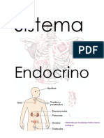 Sistema Endocrino