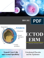 The Ectoderm