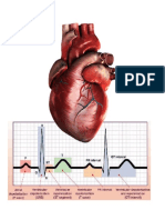 Manual Toma e Interpretacion de Electrocardiograma