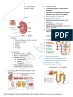 Aparato Urinario 1 - 3