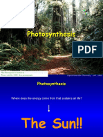 Photosynthesis 5