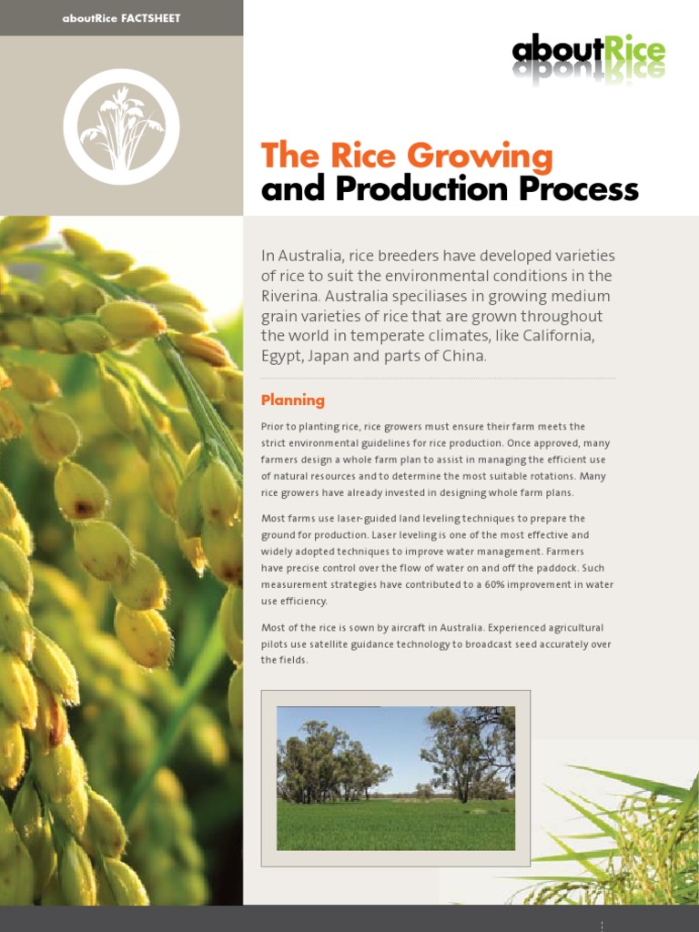 Australian Rice Production Guide | PDF | Rice | Cereals