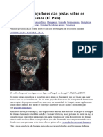 Chimpanzés caçadores dão pistas sobre os primeiros humano