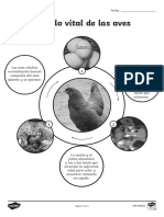 El Ciclo Vital de Las Aves Ficha de Actividad