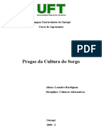 Pragas Da Cultura Do Sorgo