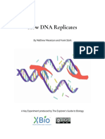 How Dna Replicates