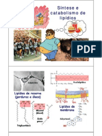 Metabolismo