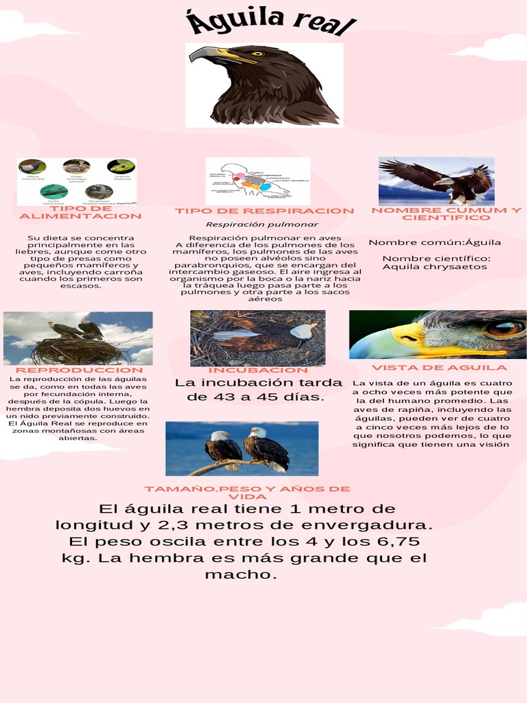 Águila Real | PDF | Pulmón | Aves