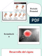 Periodo Prenatal