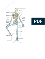 Bone (Insert Bones Summary)