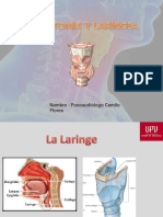 Anatomía de Laringe 