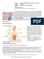 GT 2020 CN G7 Como Es El Sistema Digestivo Humano