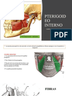 Pterigoideo Interno y Pterigoideo Externo