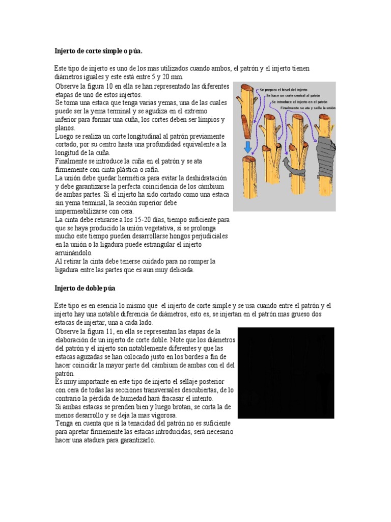 Injerto en cuña: técnica y pasos | PDF | Injerto