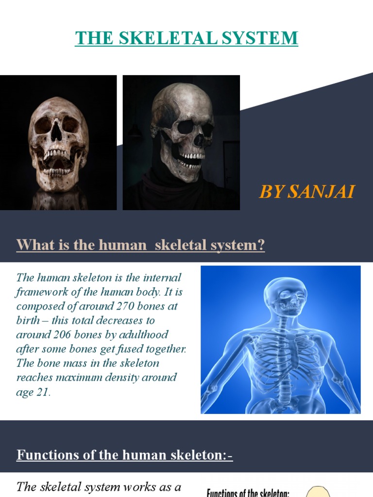 Overview of the Human Skeleton | PDF | Vertebra | Vertebral Column