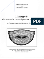 Images D'anatomie Des Végétaux Vasculaires