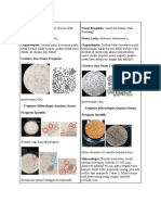 Fragmen Mikroskopis Amylum Oryzae Fragmen Mikroskopis Amylum Solani