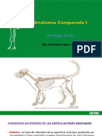Anatomía Comparada I Clase 7 2021 UCSM