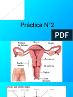 PRACTICA N°2 Endometrio