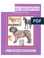 Texto Guia Anatomia Dra Ana Maria