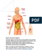 aparato digestivo