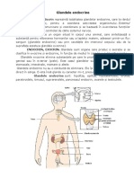 Glandele Endocrine