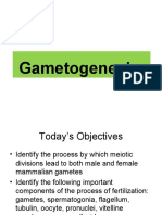 Gametogenesis: The Process of Creating Gametes