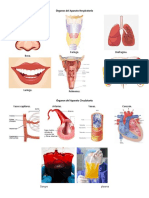 Órganos Del Aparato Respiratorio, Circulatorio y Digestivo