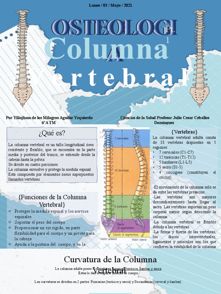 Anatomía de la Columna Vertebral | PDF | Vértebra | La columna vertebral