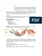 Sistema Muscular