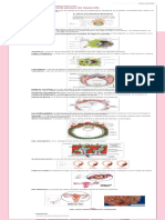 Capítulo 4. Segunda Semana Del Desarrollo - Embriología