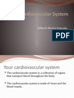 The Casrdiovascular System