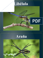 Insectos