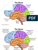 The Brain: Frontal Lobe