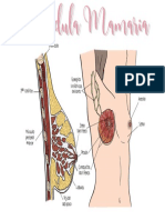 Glandula Mamaria