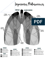 Lobulos y Segmentos Pulmonares