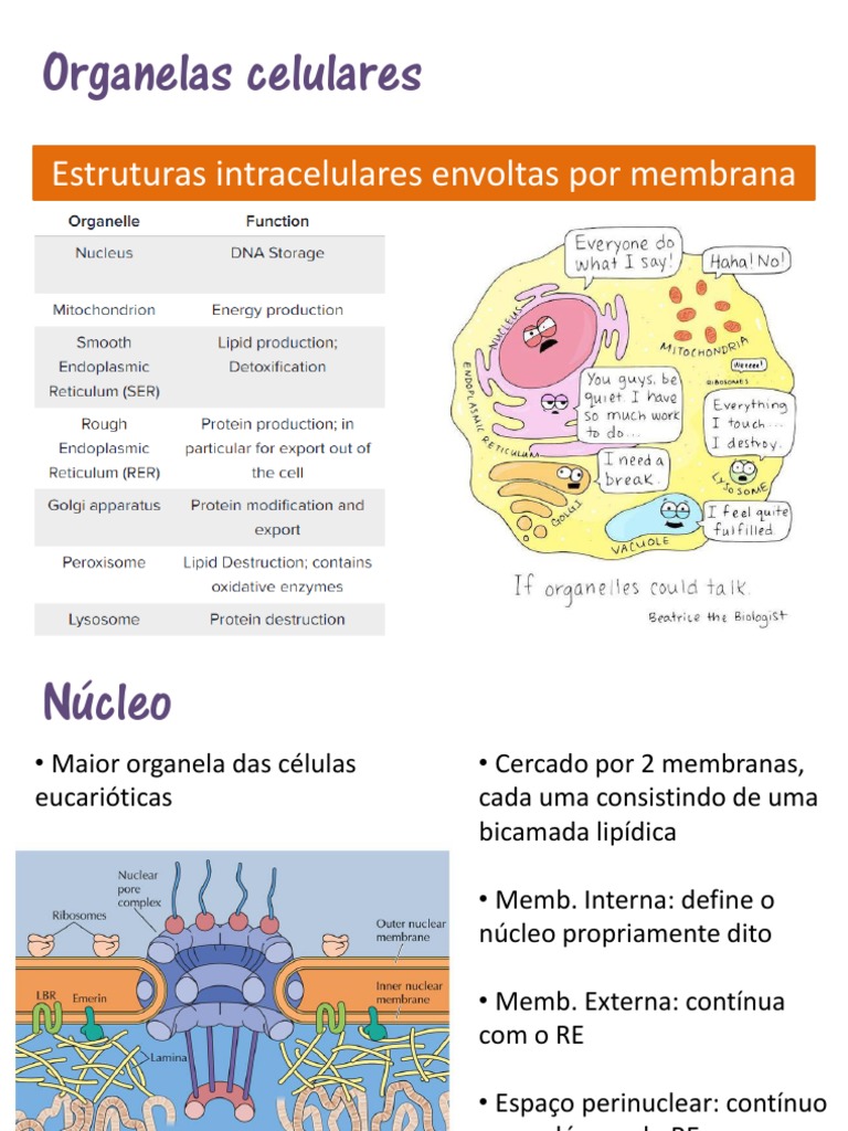Funções das Organelas Celulares | PDF | Mitocôndria | Célula (Biologia)