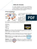 Tipos de Células