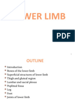 3) Lower Limb-1