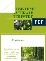 Ecosistem Natural Terestru