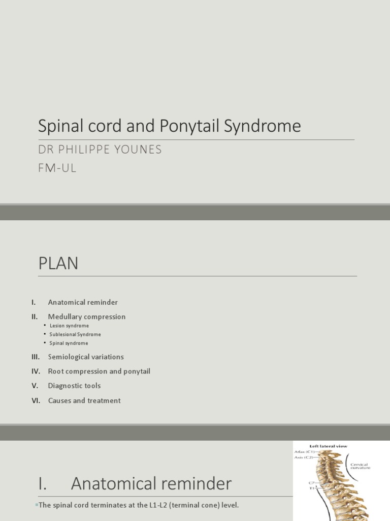 Hypoesthesia in Ponytail Syndrome | PDF | Spinal Cord | Diseases And ...