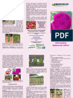 Folder Fruticultura Pitaya