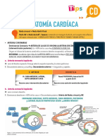 Anatomía cardíaca y arterias coronarias en