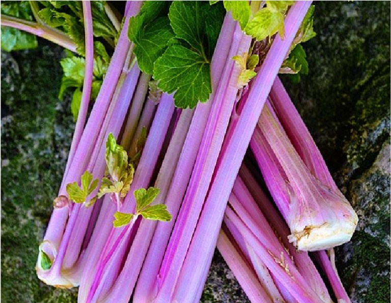 Purple Celery PDF