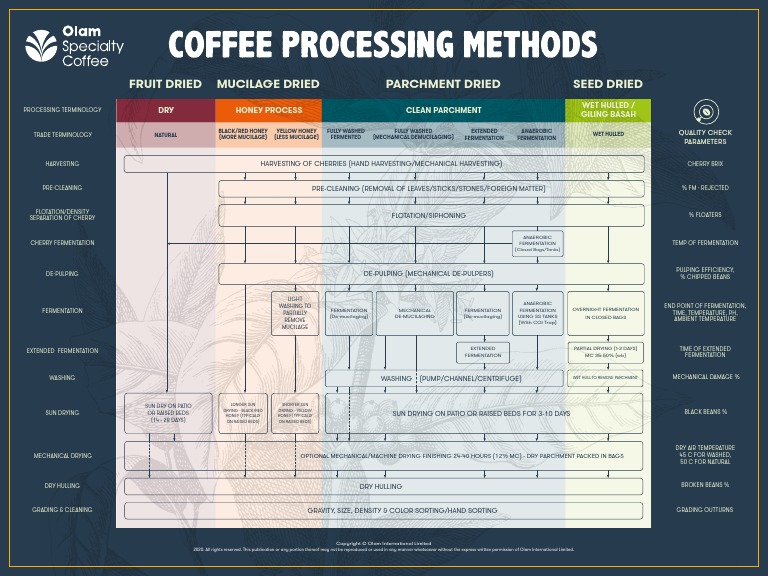 Coffee Processing Methods: A Quick Guide For Enthusiasts – VLIB