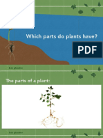 Les Plantes: Which Parts Do Plants Have?