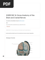 EXERCISE 14: Gross Anatomy of The Brain and Cranial Nerves