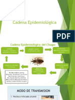 Cadena Epidemiologica