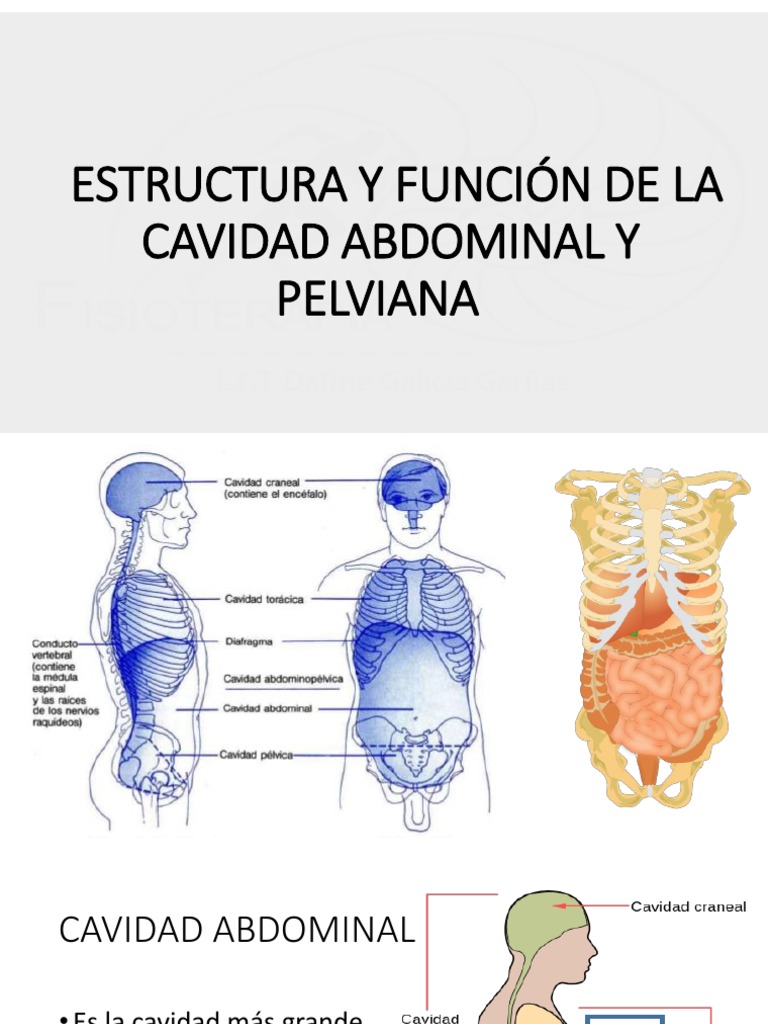 Anatomía y Función de la Cavidad Abdominal | PDF | Abdomen | Anatomía ...